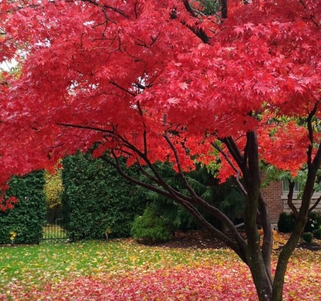 가을에 피는 꽃 단풍나무