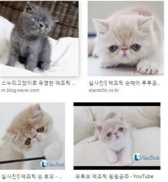 고양이 수명 평균 품종별 집고양이_14