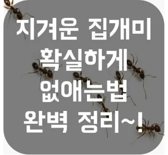 해충 퇴치 개미 박멸 설탕과 베이킹소다 통로 차단_8