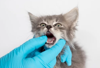 고양이 구내염/출처:어도비스톡