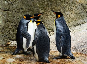 세계 펭귄의 날