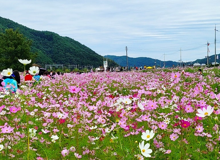 코스모스