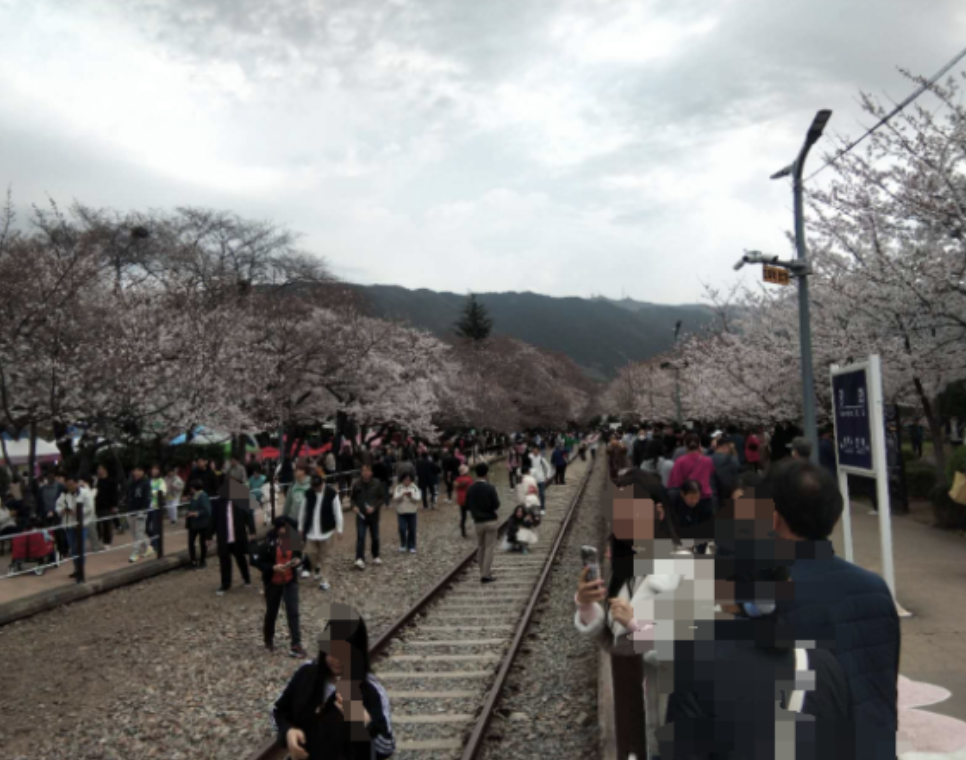 벚꽃 진해 경화역