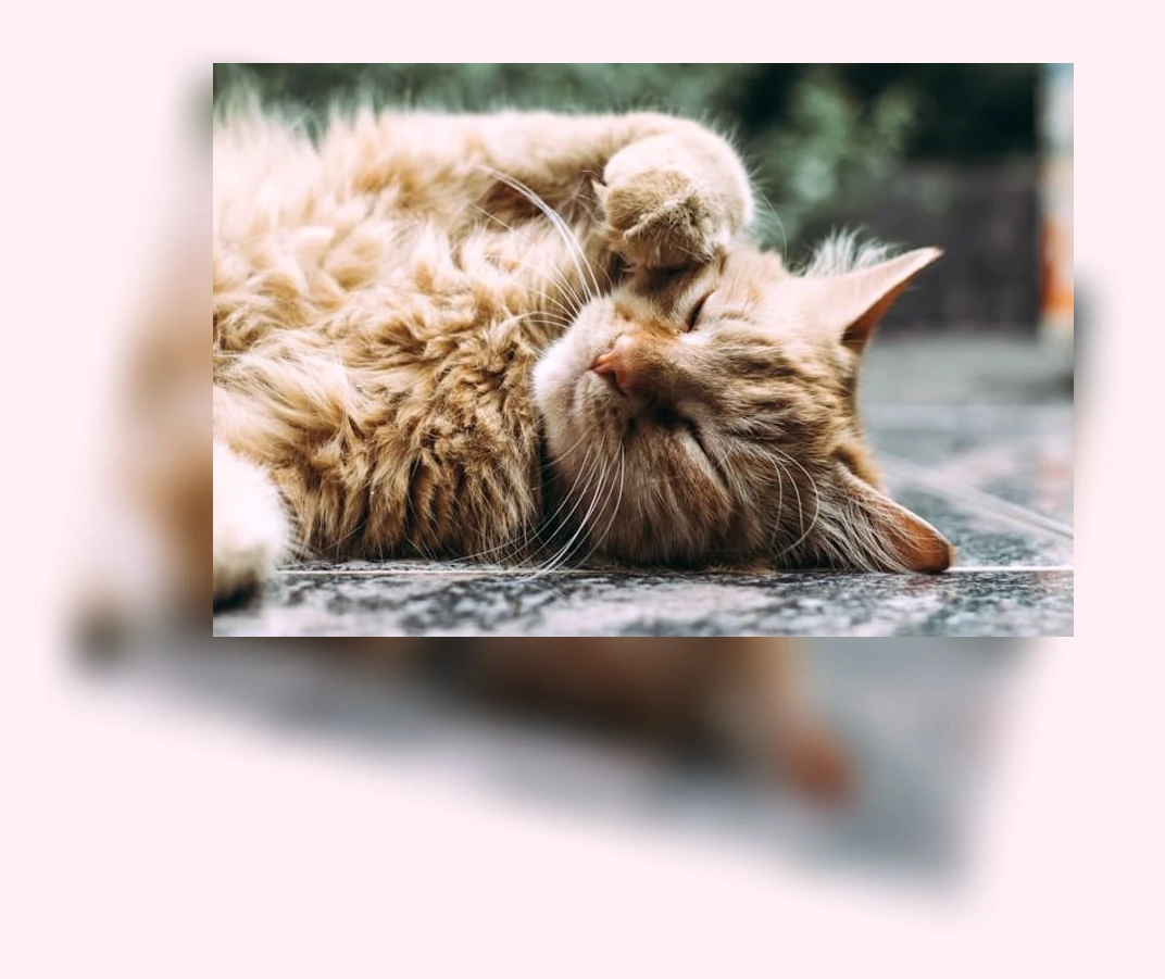 고양이 체중 관리_2_subsection