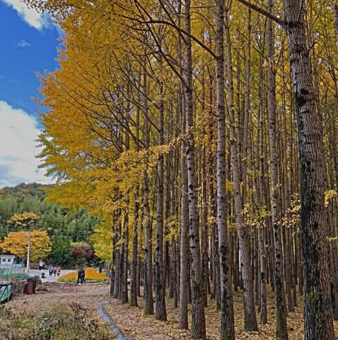 경주 도리마을 은행나무숲