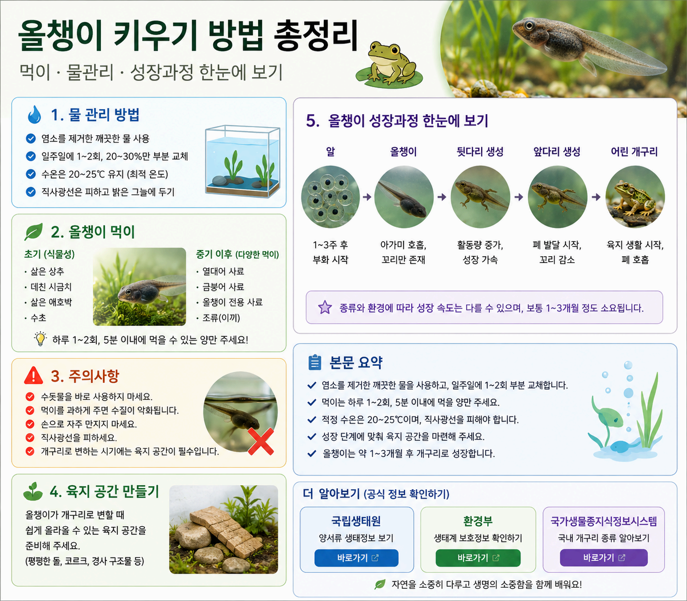 올챙이 키우기 방법 총정리 ❘ 먹이·물관리·성장과정 한눈에 보기