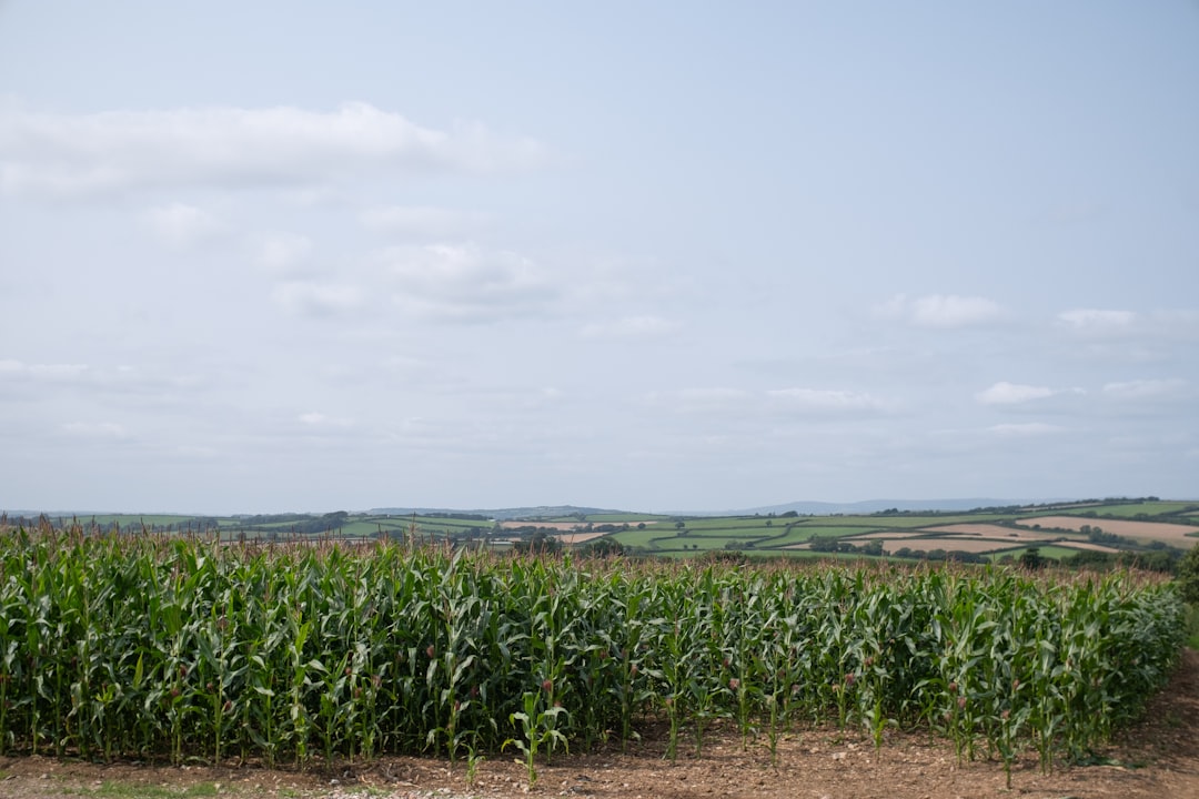 Agricultural.