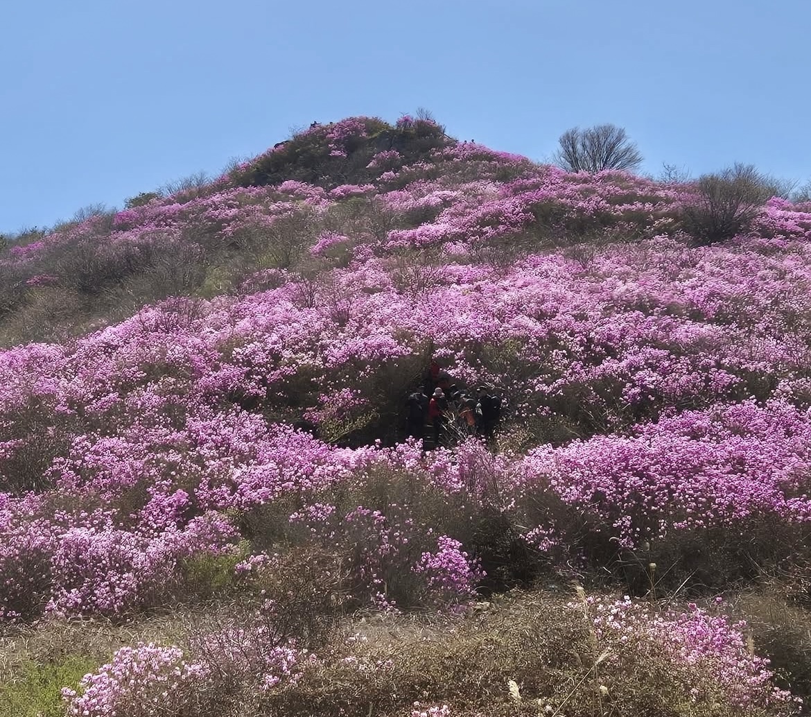 벚꽃 개화시기 4월 7일? 산림청 개화지도로 보는 2026 봄꽃 개화시기 관련사진