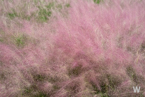 핑크뮬리 정원 이미지 5