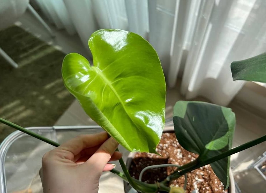 새잎이-나온-몬스테라