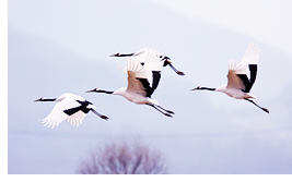 철원 두루미 탐조 방법 코스