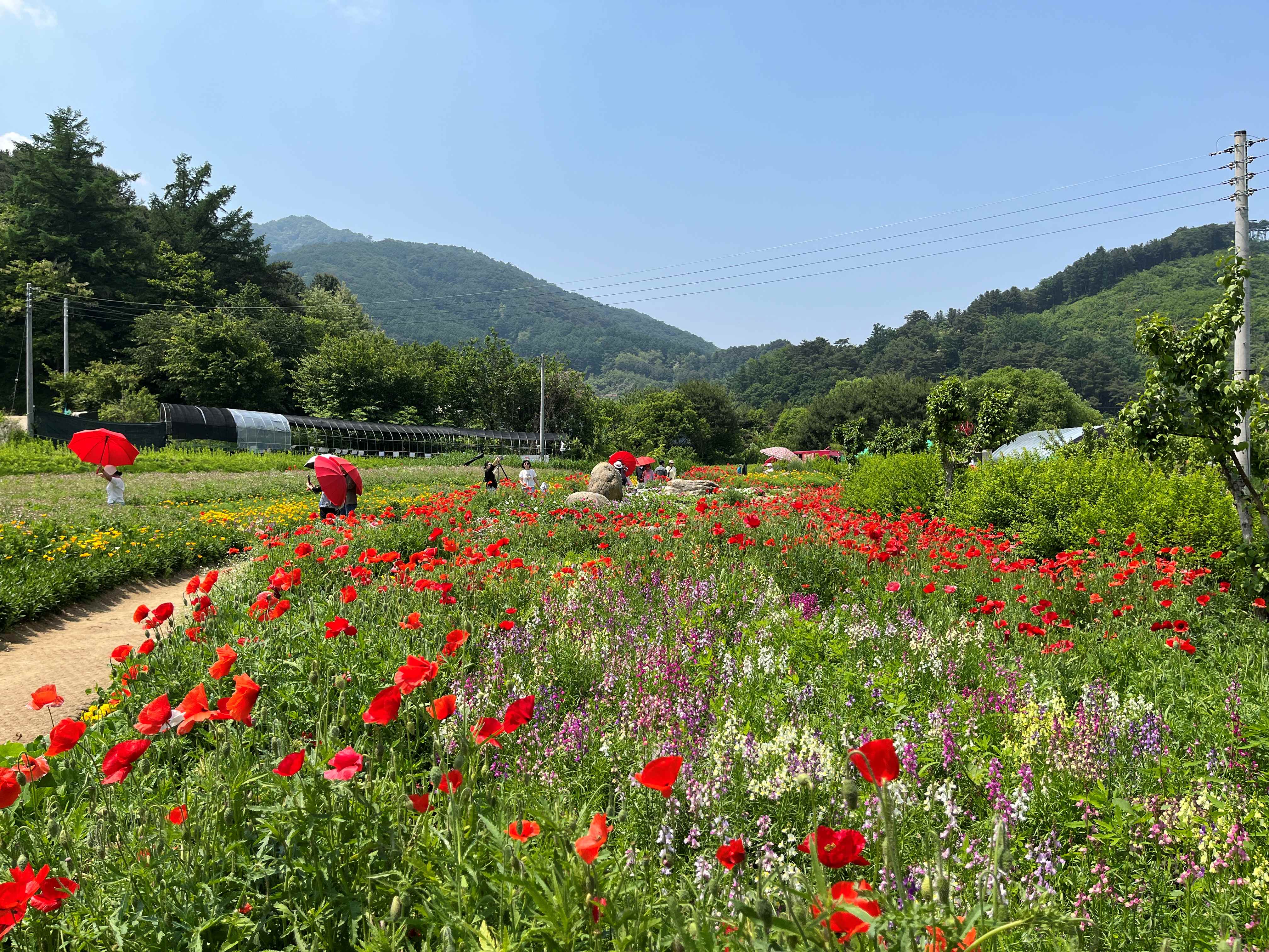 용수골 꽃양귀비 축제