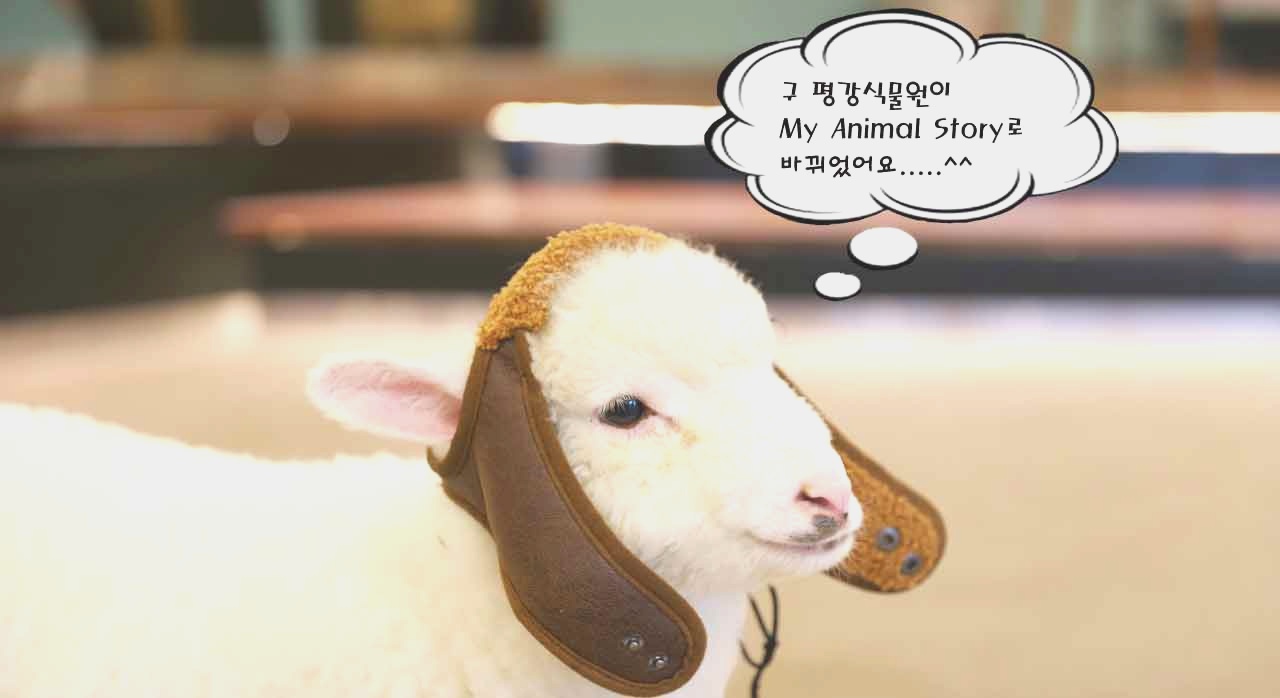 하얀 아기양이 마이애니멀스토리를 홍보하는 이미지다. [ⓒ네이버플레이스 마이애니멀스토리 in 평강랜드]