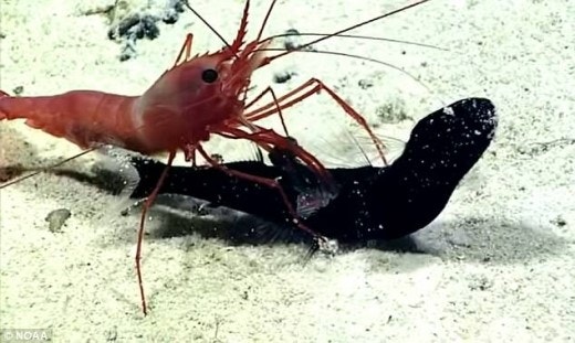 맨티스 새우(샤프림프)