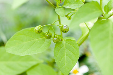 까마중 효능과 부작용&amp;#44; 안토시아닌이 풍부합니다. 그래서 효능이 매우 다양한데요. 까마중을 모르는 사람들도 많이 있습니다. 포도알처럼 생겼지만 까마중은 혈관부터 피부까지 효능이 매우 다양합니다. 블루베리보다 항산화 효능이 높은 까마중은 무엇일까요?