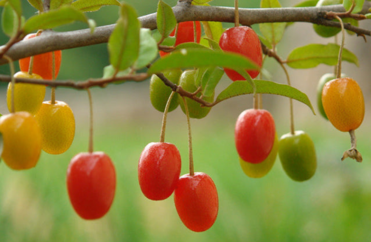 보리수-열매-효능-부작용-하루-섭취량-관련-사진