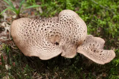 국산 능이버섯 가격 및 효능&amp;#44;채취시기