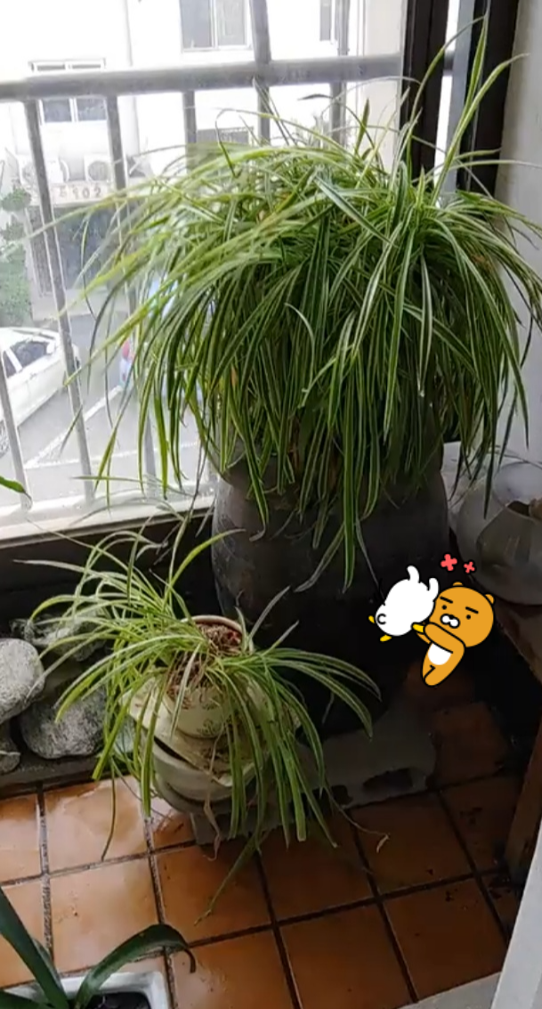 기르기-쉬운-번식력이-강한-반려식물-나비란