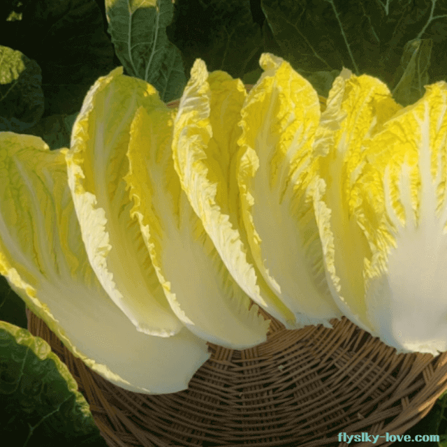 항암배추라 불리는 베타 미니배추