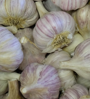 마늘 효능 효과 부작용 당뇨 혈관 건강