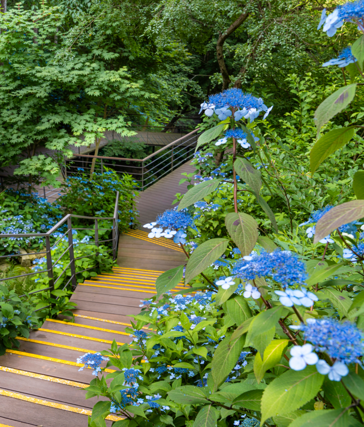 화담숲 어린이 추천 코스 BEST