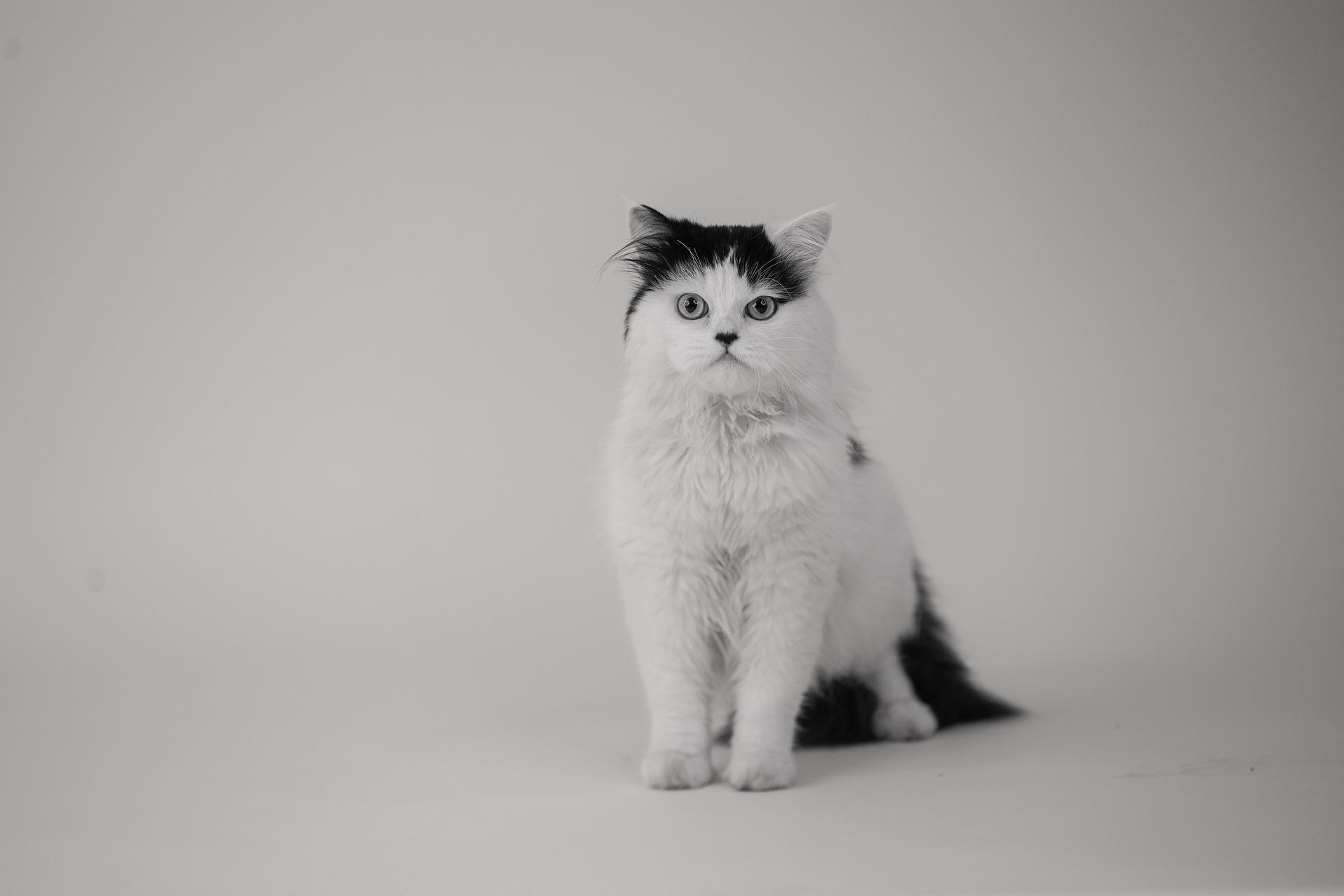 고양이