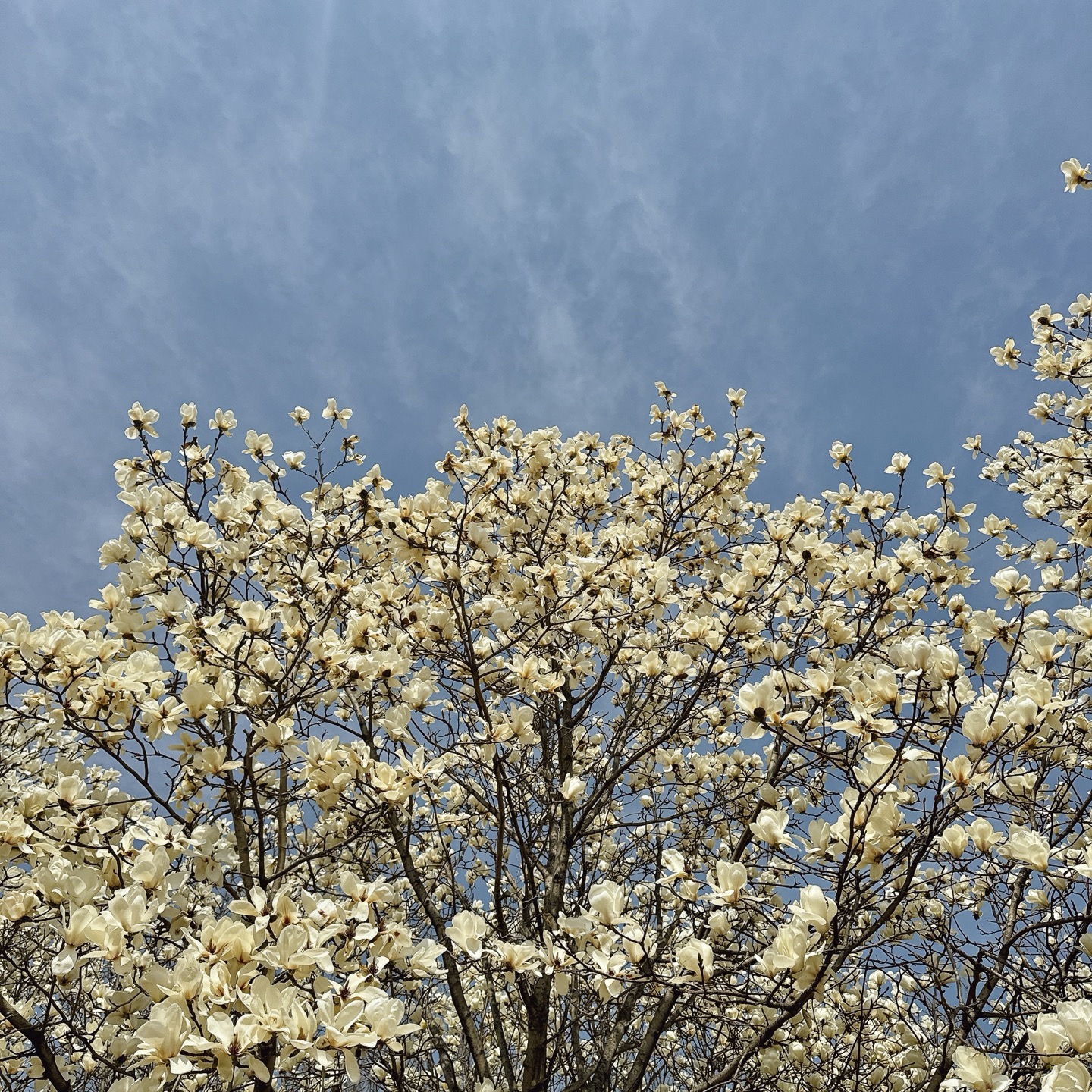 흥동 목련숲 실사