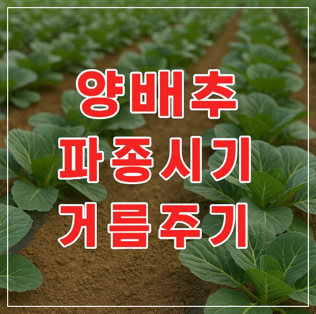 양배추파종시기