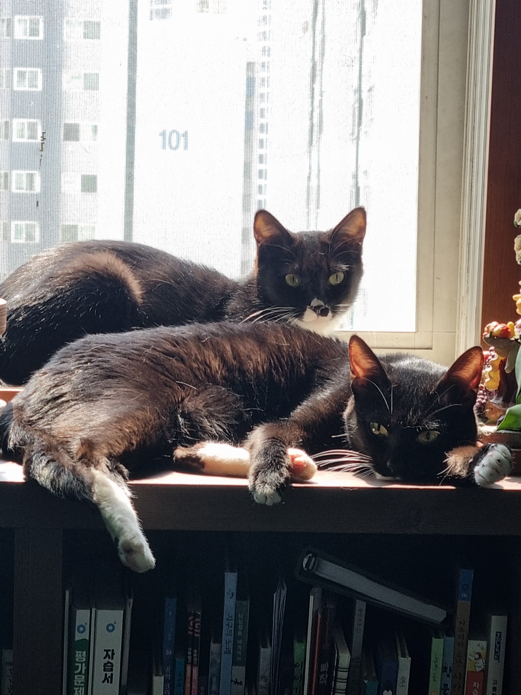 우리집고양이사진