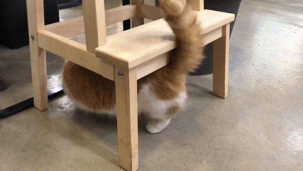 고양이스트레스해소