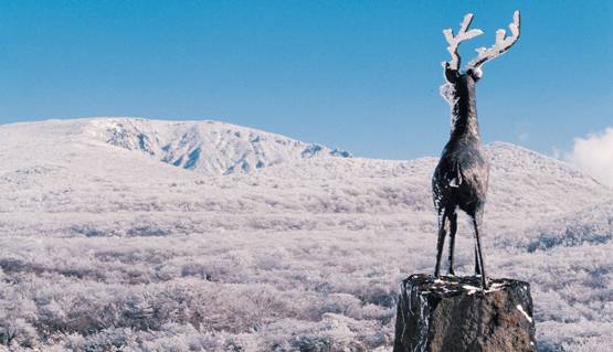 겨울 눈꽃여행 추천 제주 1100고지 설경