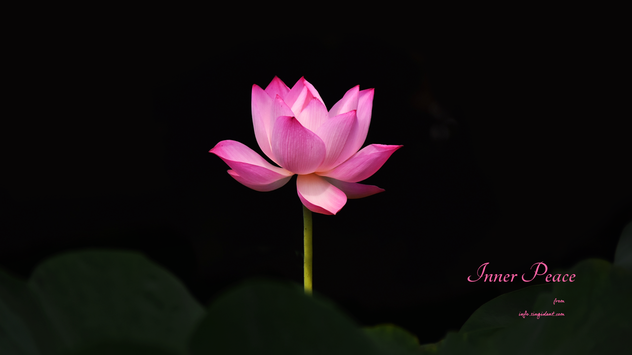 14 홍련 검정배경 C - Inner Peace 연꽃배경화면