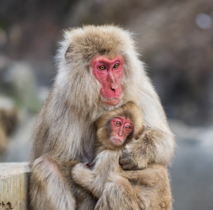 아침고요가족동물
