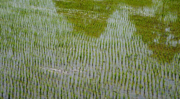 흰콩 파종시기와 거름 주는 방법 알아보기 1