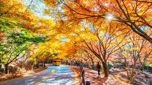 대봉산 숲속힐링