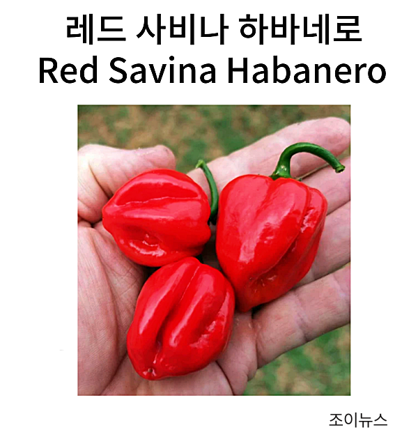 레드 사비나 하바네로(Red Savina Habanero)