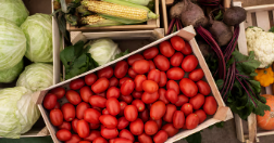 여름철 식중독 예방 (채소 세척 및 보관 방법)