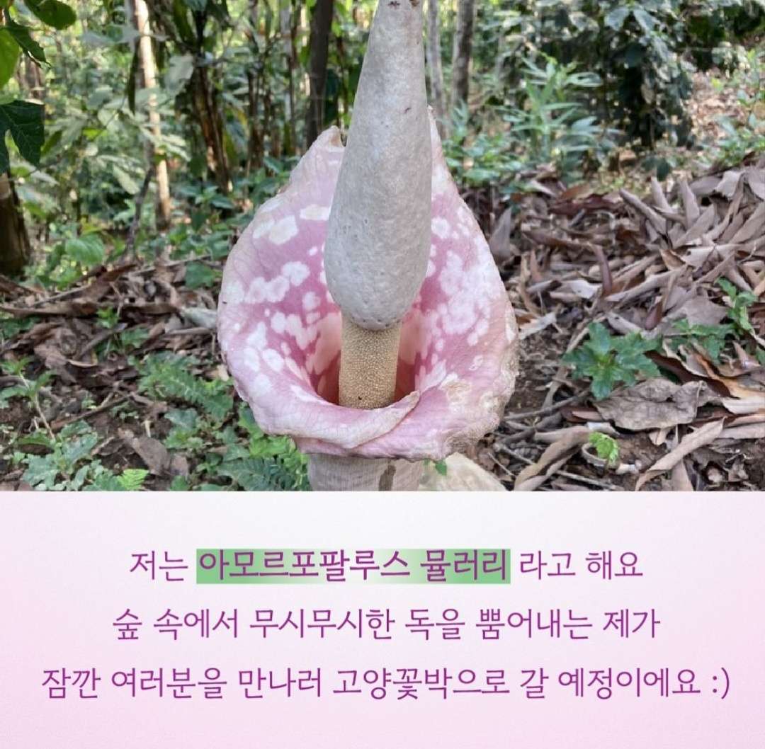 고양 국제꽃 박람회