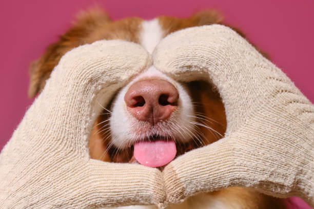 강아지 코 색소(색깔) 옅어지는 원인과 대처방법