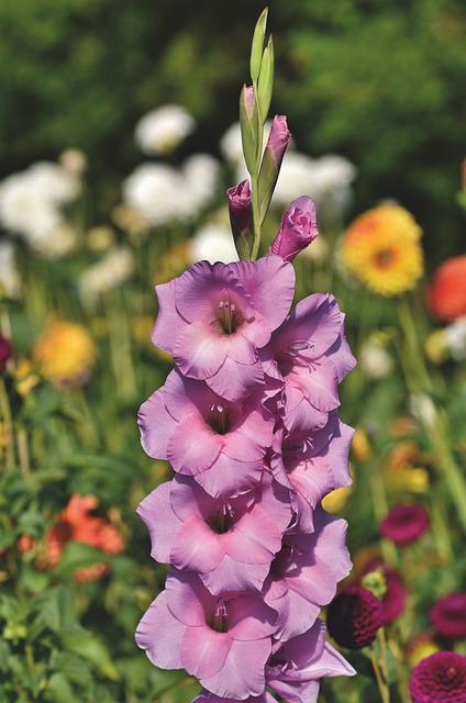 글라디올러스(gladiolus)