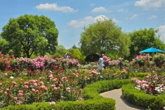 나는 빛나는 별처럼 느꼈습니다 한밭수목원 클레마티스 전시회 관람기_19