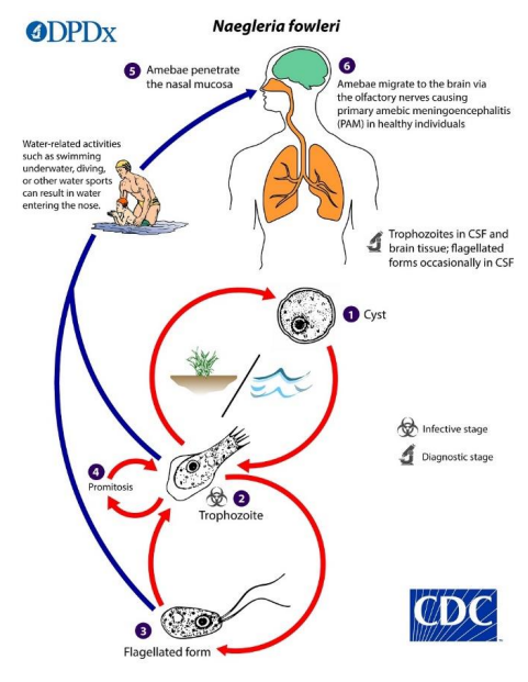 미국질병예방센터에서 제공한 뇌 먹는 아메바 감염경로
