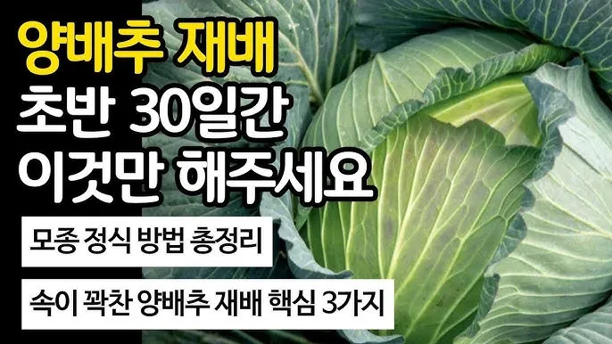 양배추 재배 배추흰나비 방제 칼슘 결핍 예방_6