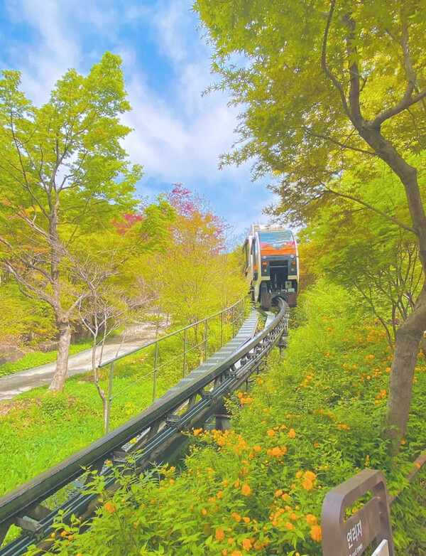 화담숲 봄