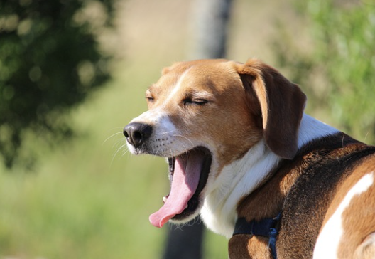 하품계속나오는이유