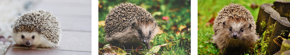 키우기 쉬운 반려동물 6