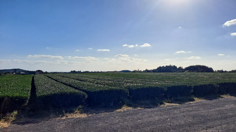 제주여행_성읍녹차마을