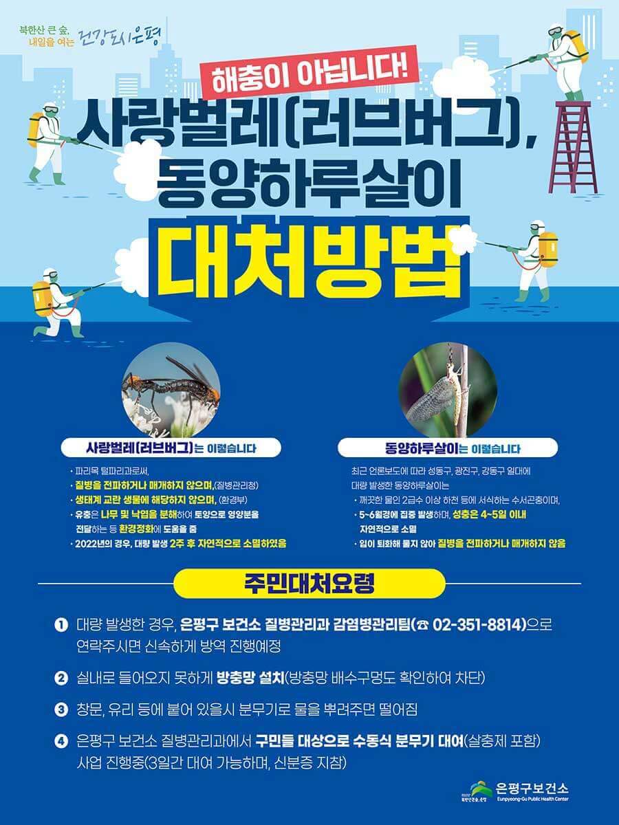 러브버그-퇴치방법-은평구-안내