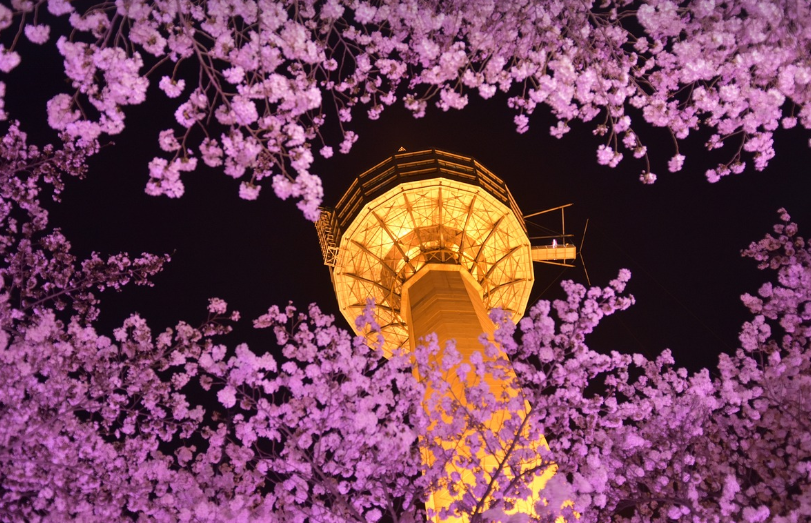 벛꽃과 남산타워 이미지