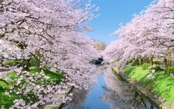 일본 벚꽃 명소 벚꽃 여행 개회시기 도쿄 벚꽃 축제_25